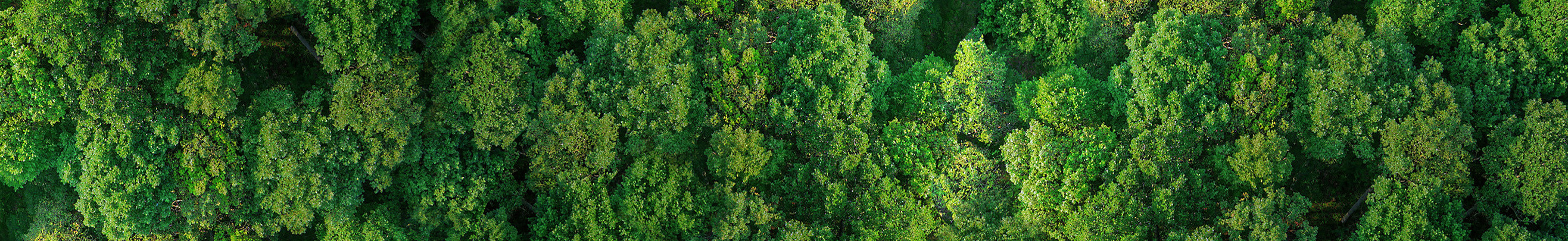 アグロフォレストリー