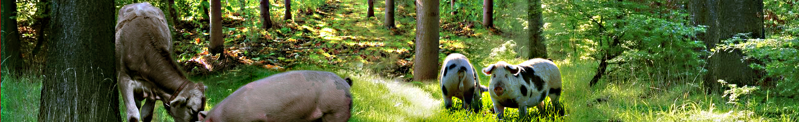 アグロフォレストリー 2